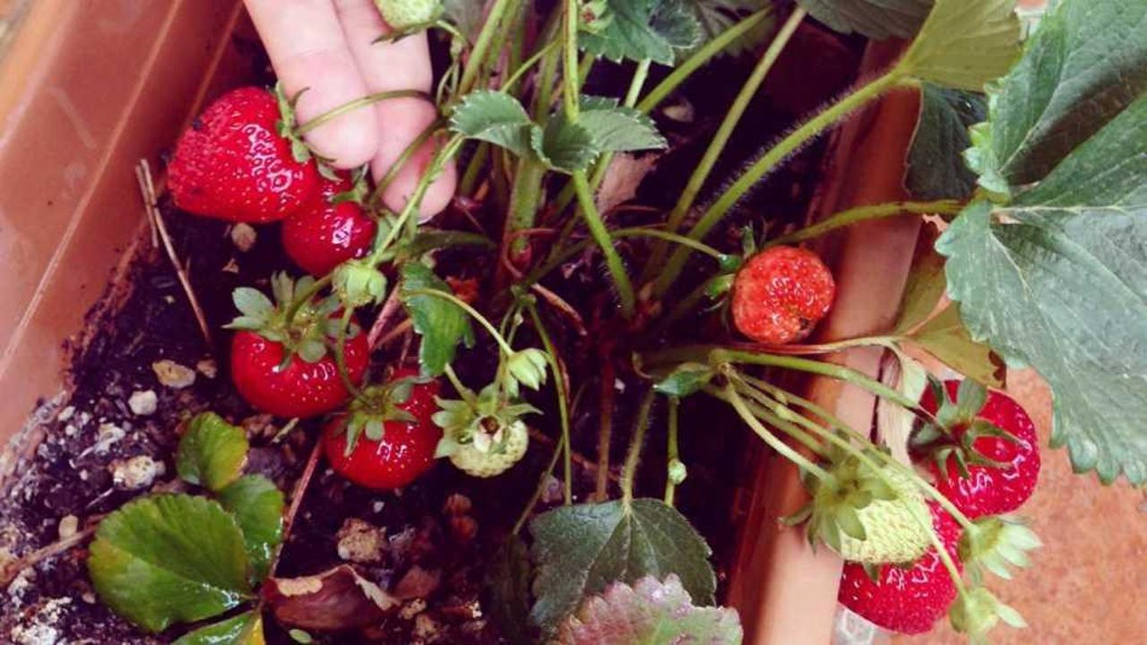 Saksıda &ccedil;ilek nasıl yetişir? En pratik &ccedil;ilek yetiştirme y&ouml;ntemi