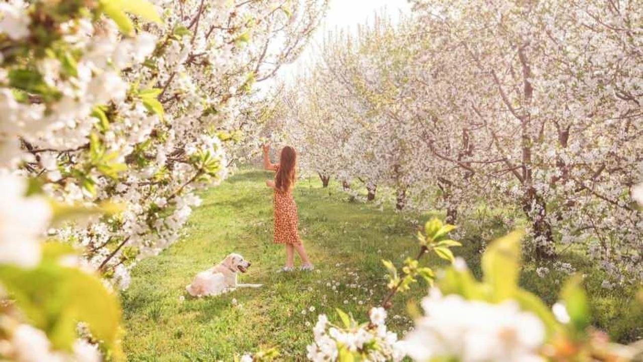 Sultandağı&rsquo;nda kiraz bah&ccedil;eleri g&ouml;z kamaştırdı