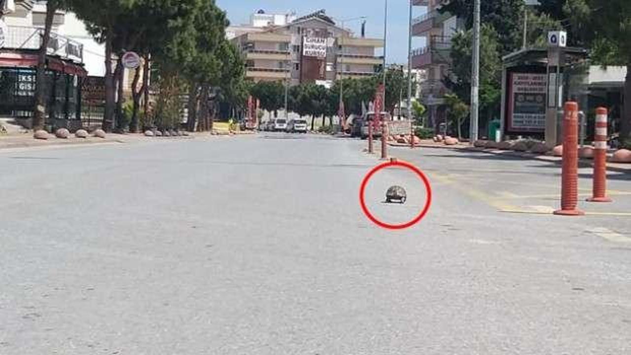 Ana caddenin ortasında şaşırtan g&ouml;r&uuml;nt&uuml;