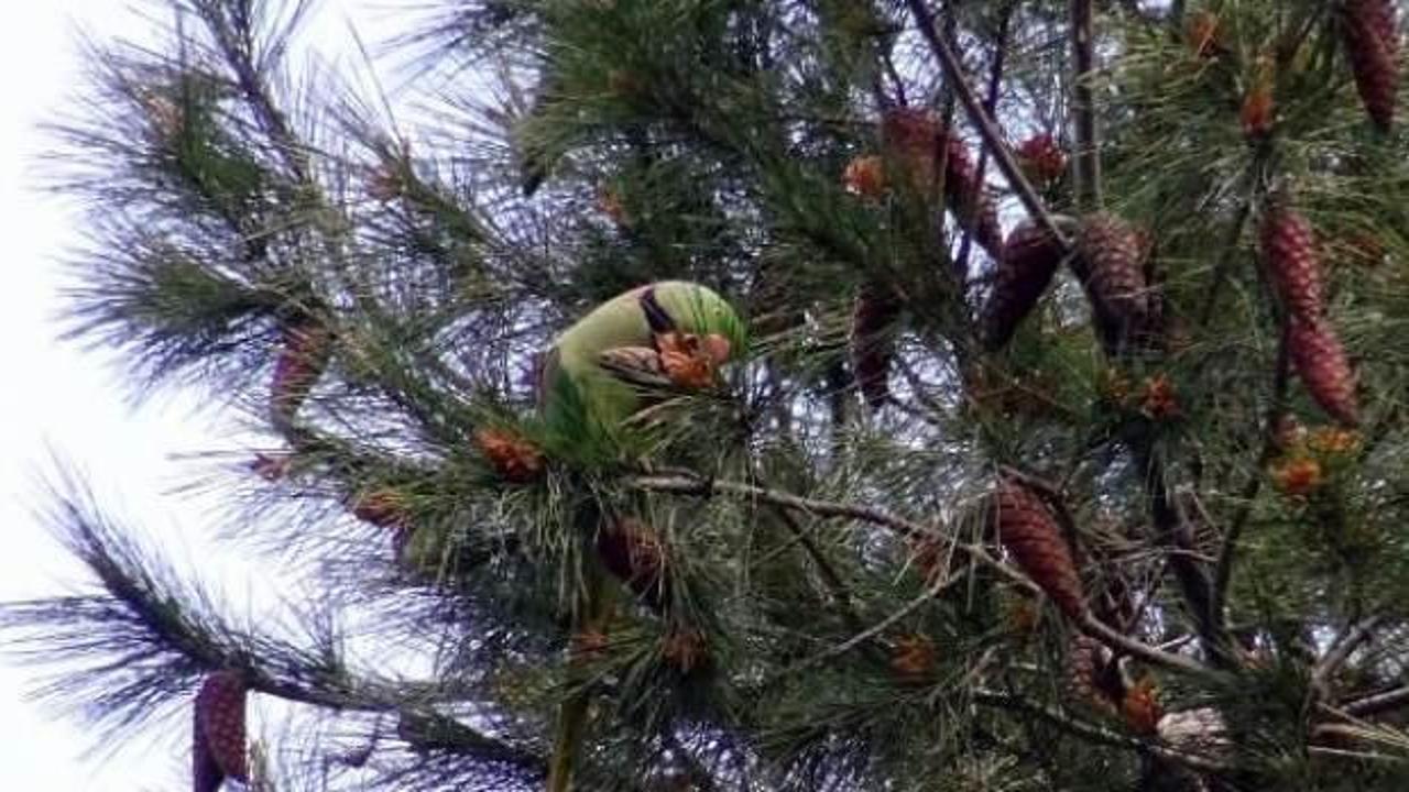 Şaşırtan görüntü! Ağaçlar papağanla doldu