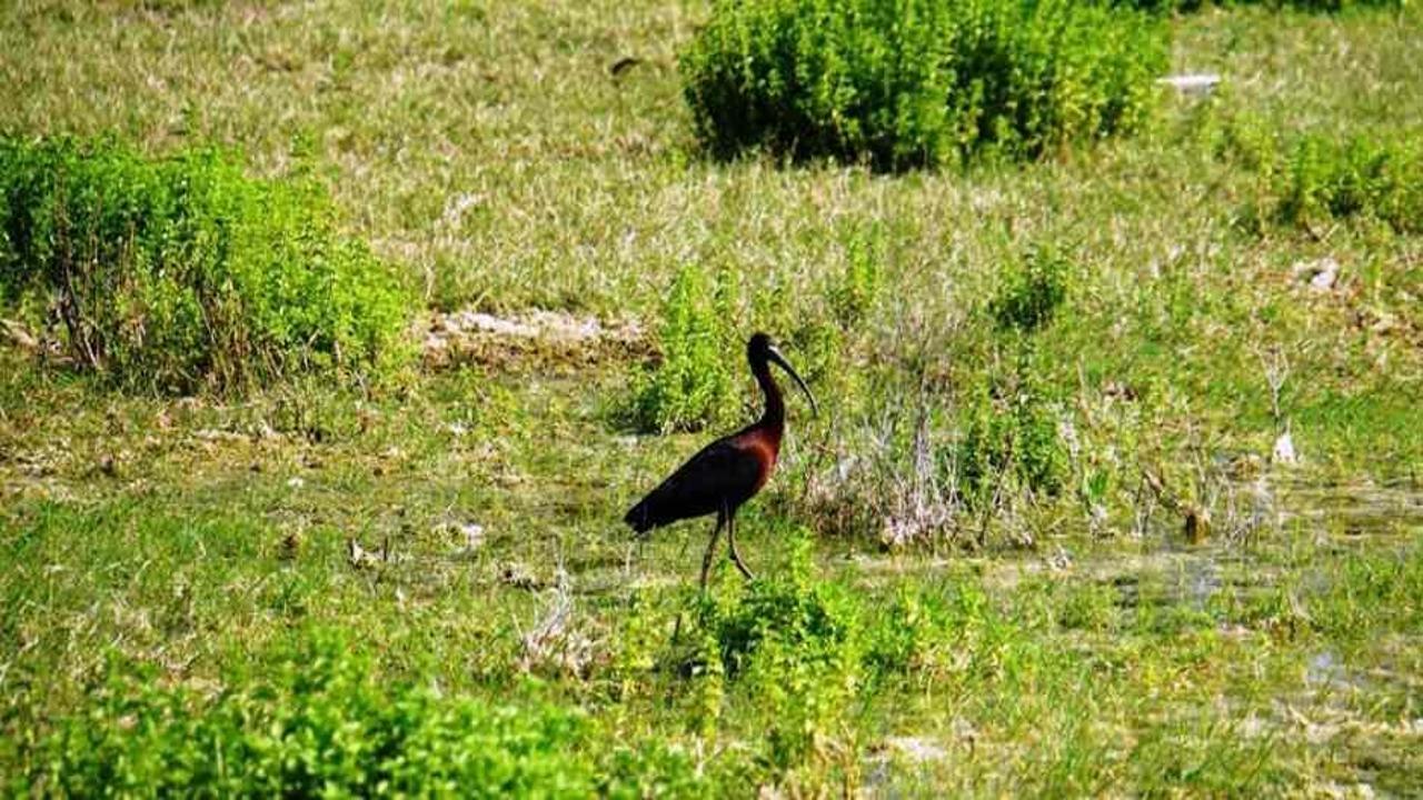Bodrum'da çeltikçi kuş ilk kez görüntülendi