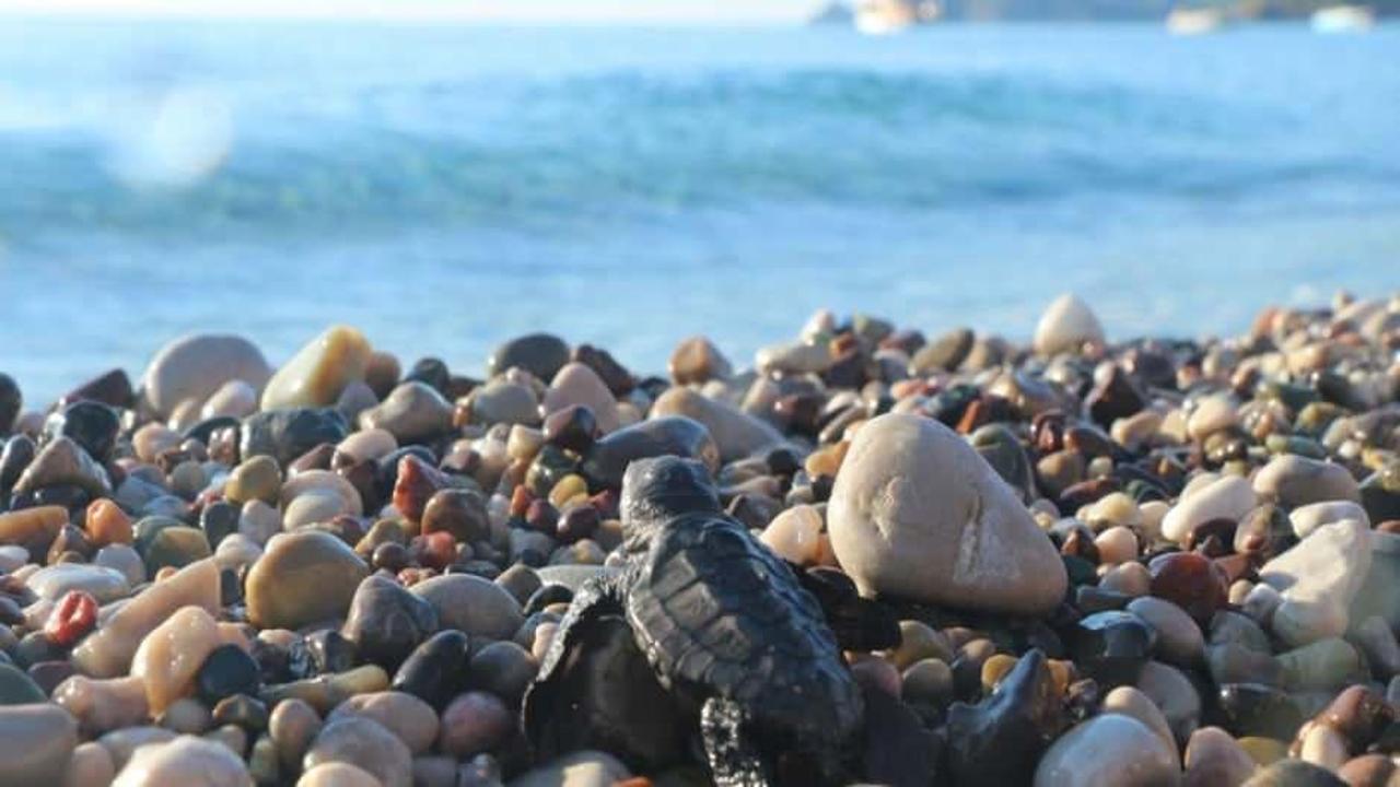 Caretta carettaların sahillerinde 'Koronavirüs' sessizliği