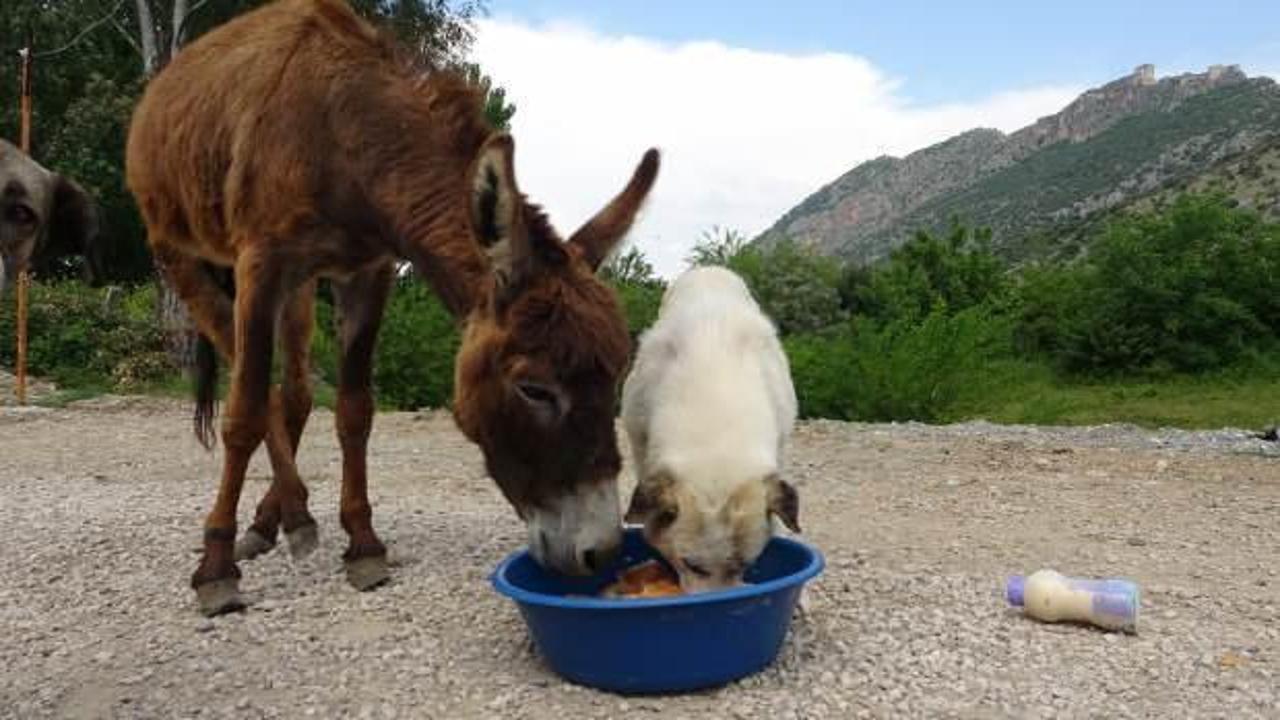 Engelli eşek ile k&ouml;peklerin hayrete d&uuml;ş&uuml;ren dostluğu
