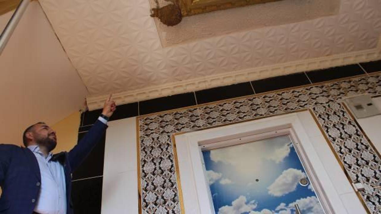 Evin ortasına yuva yaptılar, 7 yıldır burada yaşıyorlar