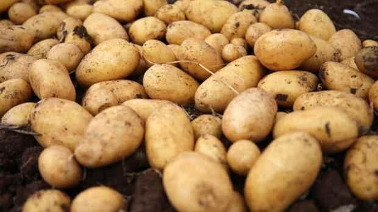 Gıda sanayisi için yerli iki patates çeşidi geliştirildi