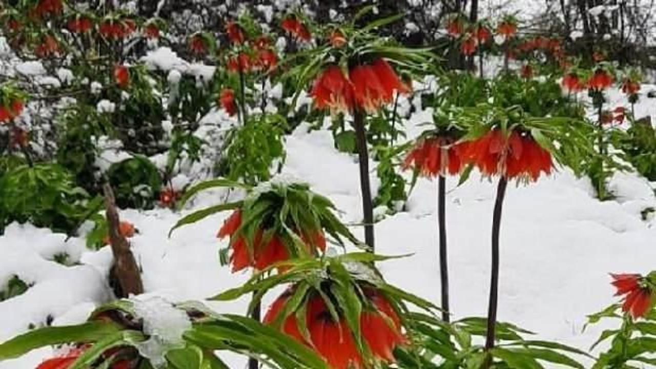 Ters laleler Nisan karı ile buluştu! Kartpostallık g&ouml;r&uuml;nt&uuml;ler