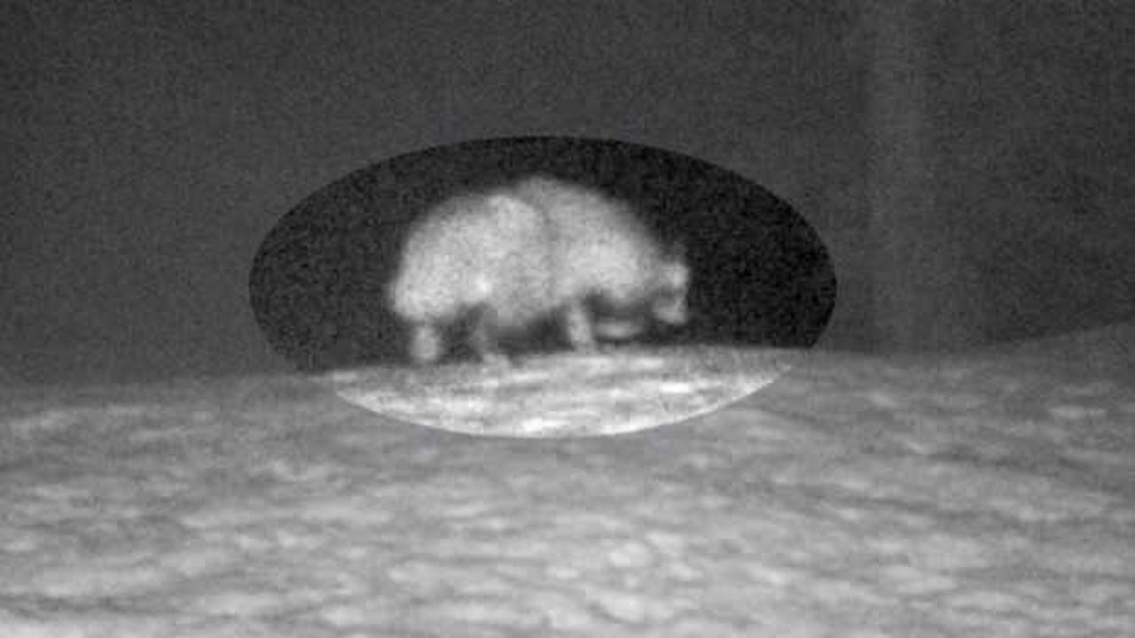 T&uuml;rkiye&rsquo;de ilk kez g&ouml;r&uuml;nt&uuml;lendi: Rakun k&ouml;peği