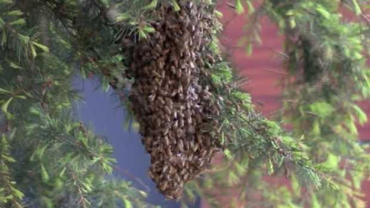 &Uuml;sk&uuml;dar'da oğul veren arılar paniğe neden oldu