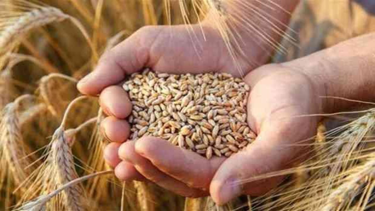 Açıklanan buğday alım fiyatları çiftçilerin yüzünü güldürdü