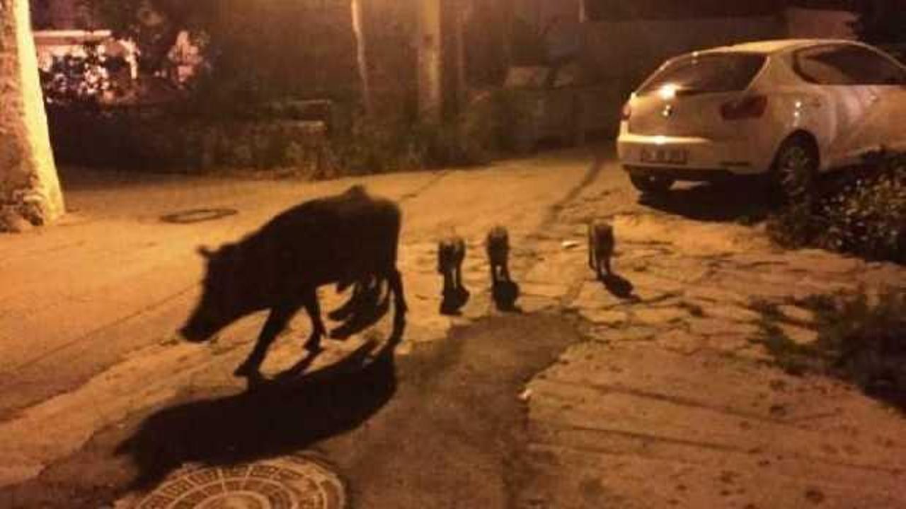 Bodrum'da aç kalan domuz, yavrularıyla ilçe merkezine indi