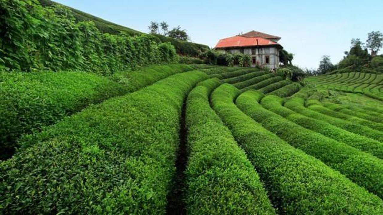 Çay hasadı için seyahat kısıtlamasından muafiyet talebi