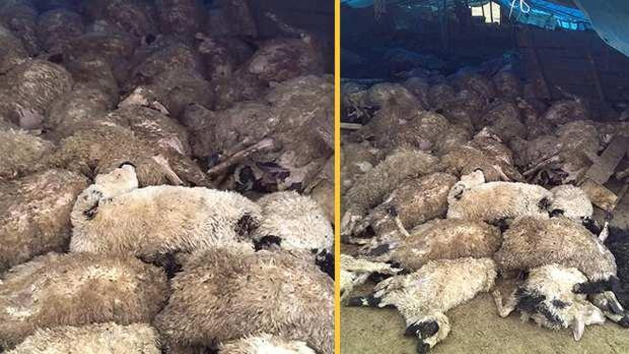 Elazığ'da kurt sürüsü çiftliğe saldırdı, 120 koyun telef oldu