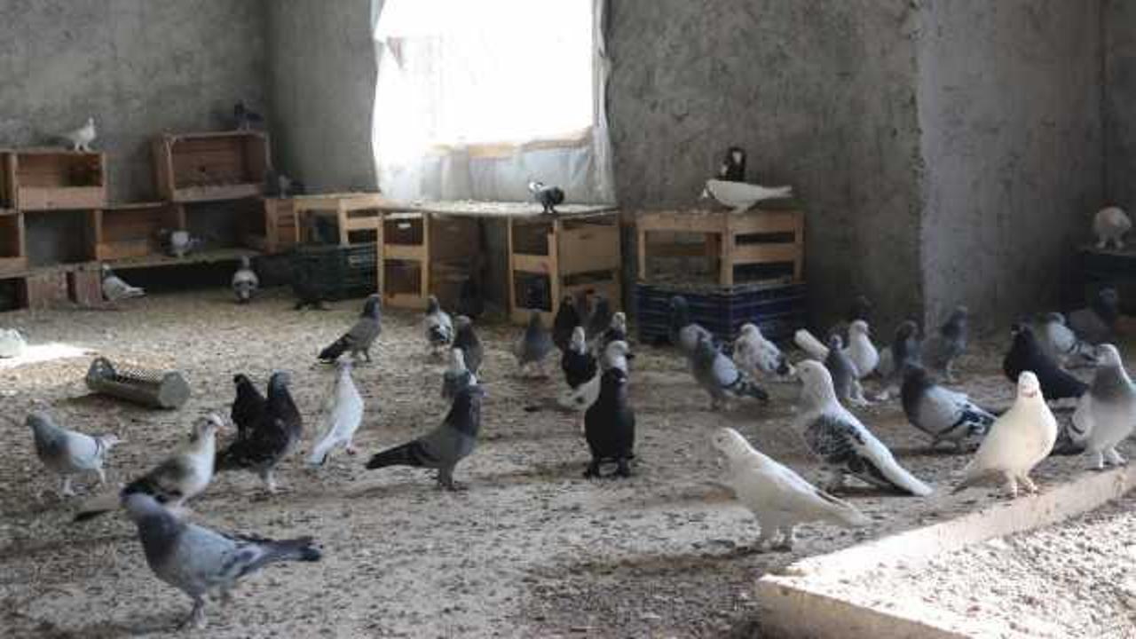 Fiyatı otomobil ile yarışan g&uuml;vercinlerine g&ouml;zleri gibi bakıyorlar