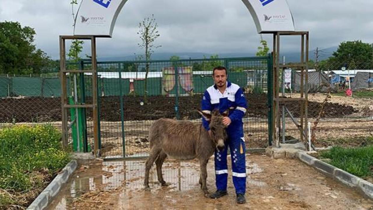 K&ouml;peklerin saldırdığı eşek, 'Emekli Hayvanlar &Ccedil;iftliği'ne yerleştirildi