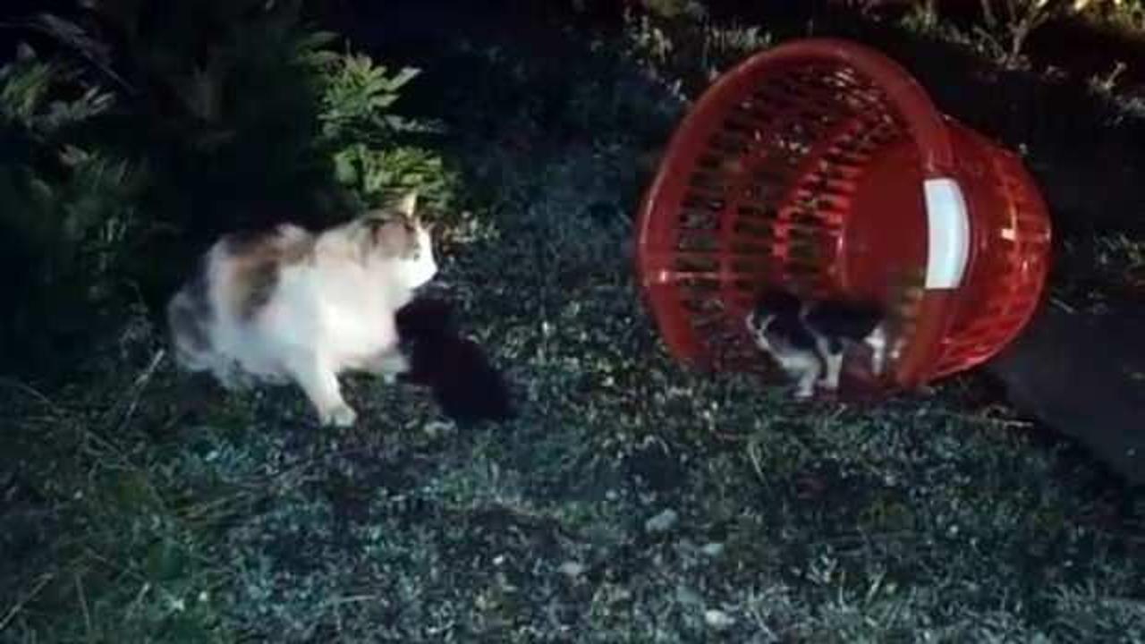 Mahsur kalan 4 yavru kedi itfaiye ekiplerince kurtarıldı