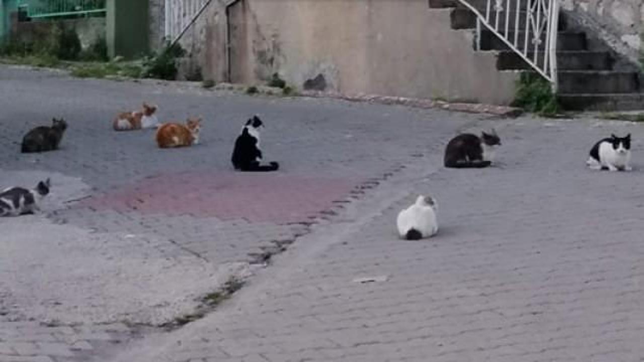 Sosyal mesafeye uyan kediler hayrete d&uuml;ş&uuml;rd&uuml;!