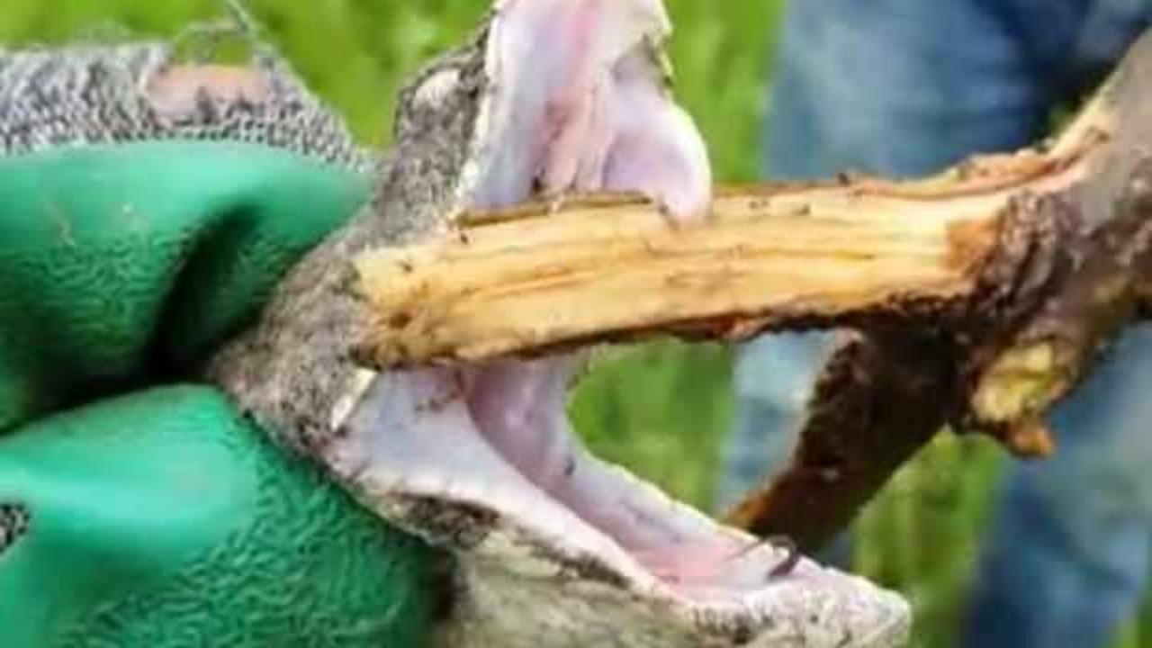 T&uuml;rkiye'nin en zehirli &ouml;l&uuml;mc&uuml;l yılanı Hakkari'de g&ouml;r&uuml;ld&uuml;