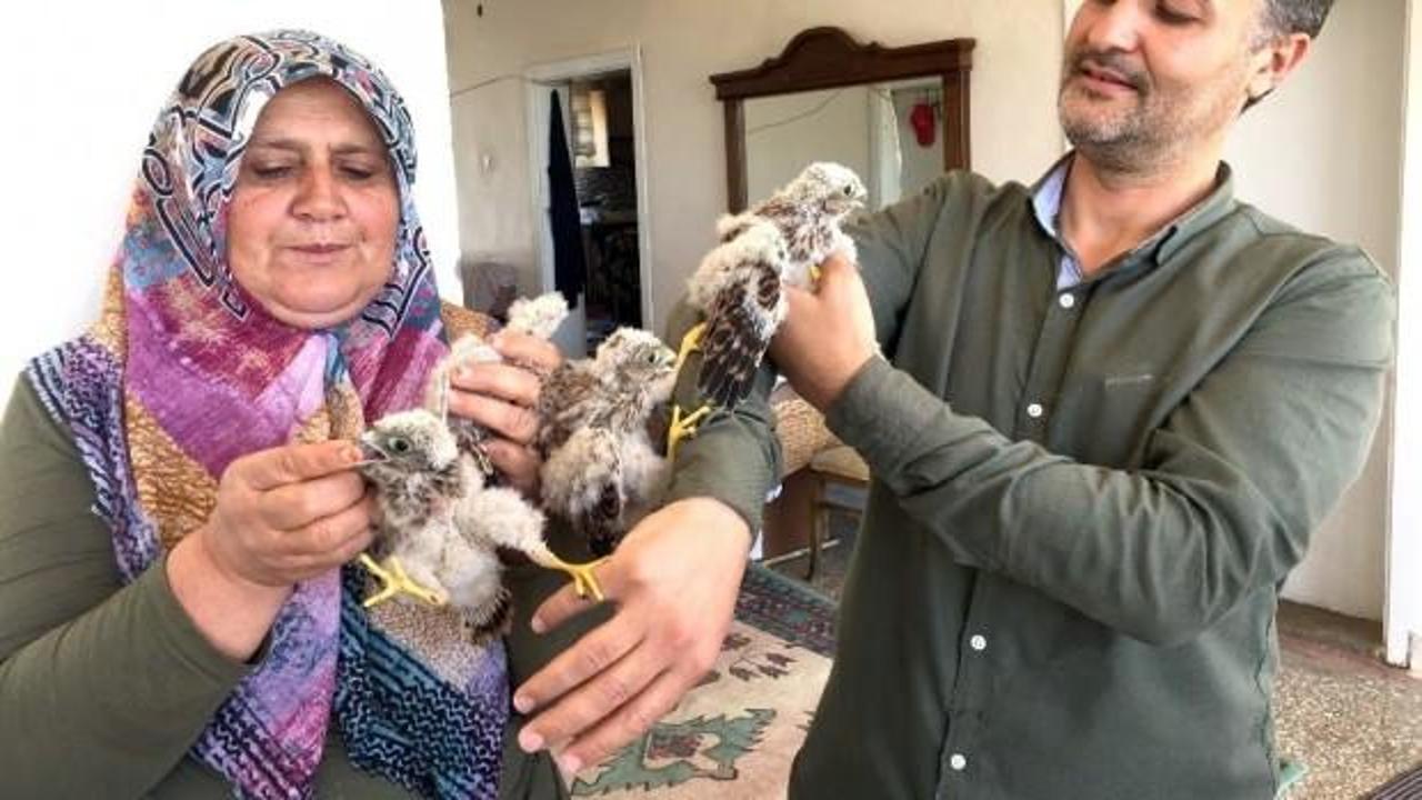 Ağa&ccedil;tan d&uuml;şen yavru kartalları etle beslediler
