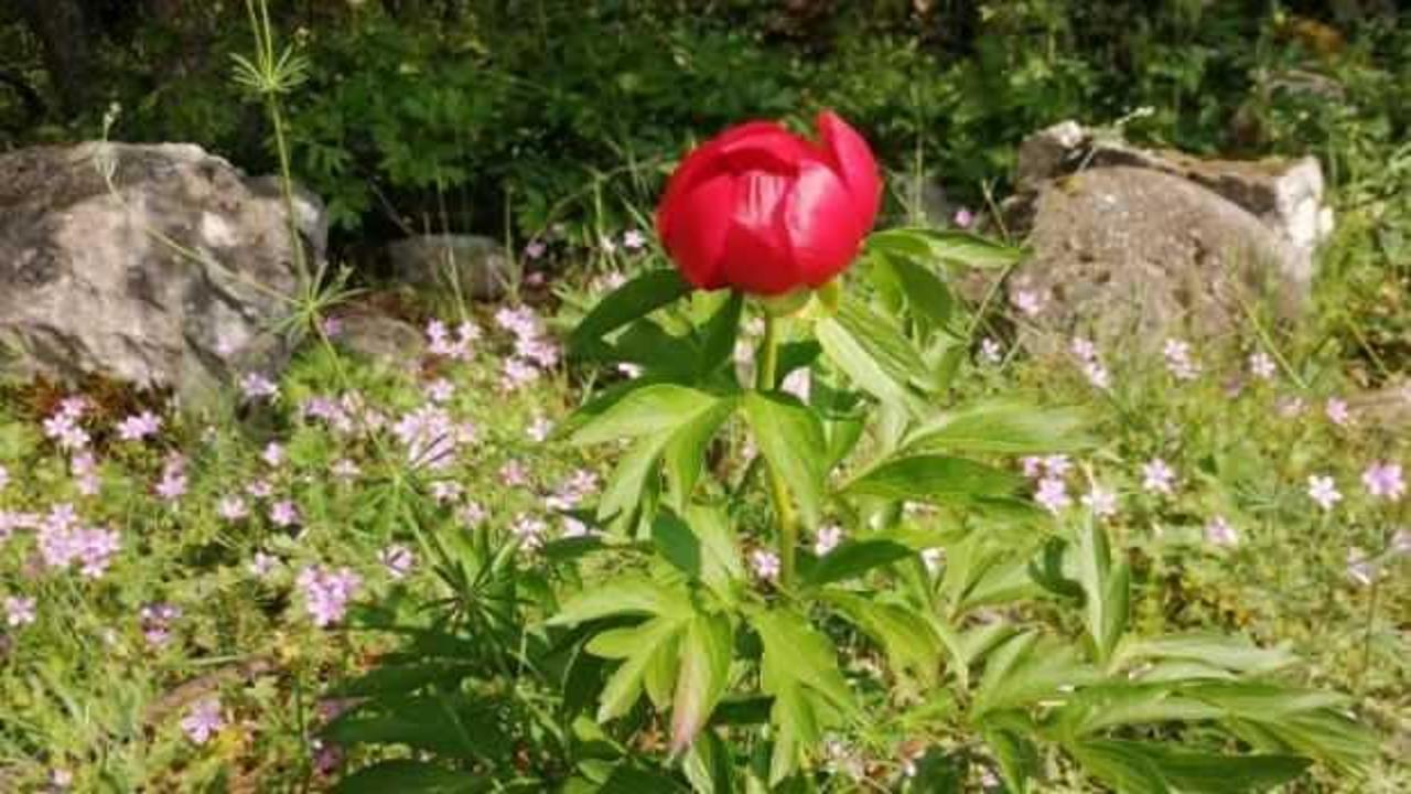 Bilecik'te ilk kez şakayık &ccedil;i&ccedil;eği g&ouml;r&uuml;ld&uuml;