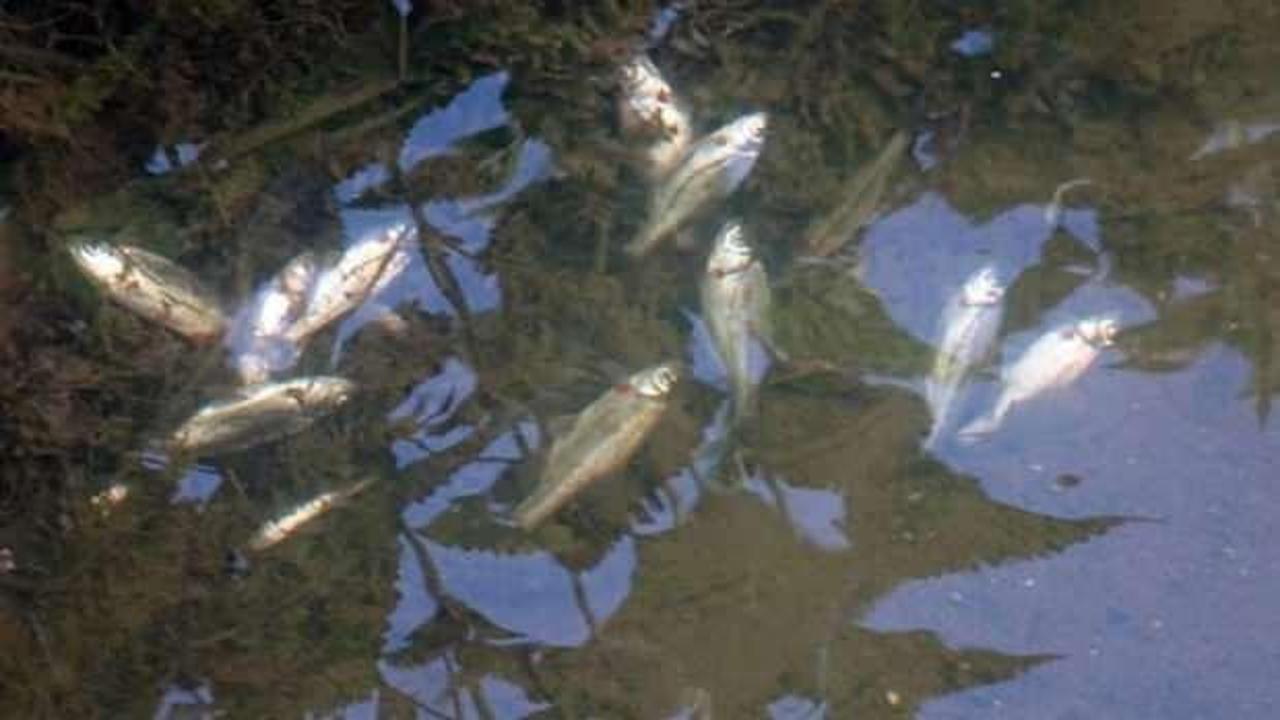 Düzce'de korkutan balık ölümleri
