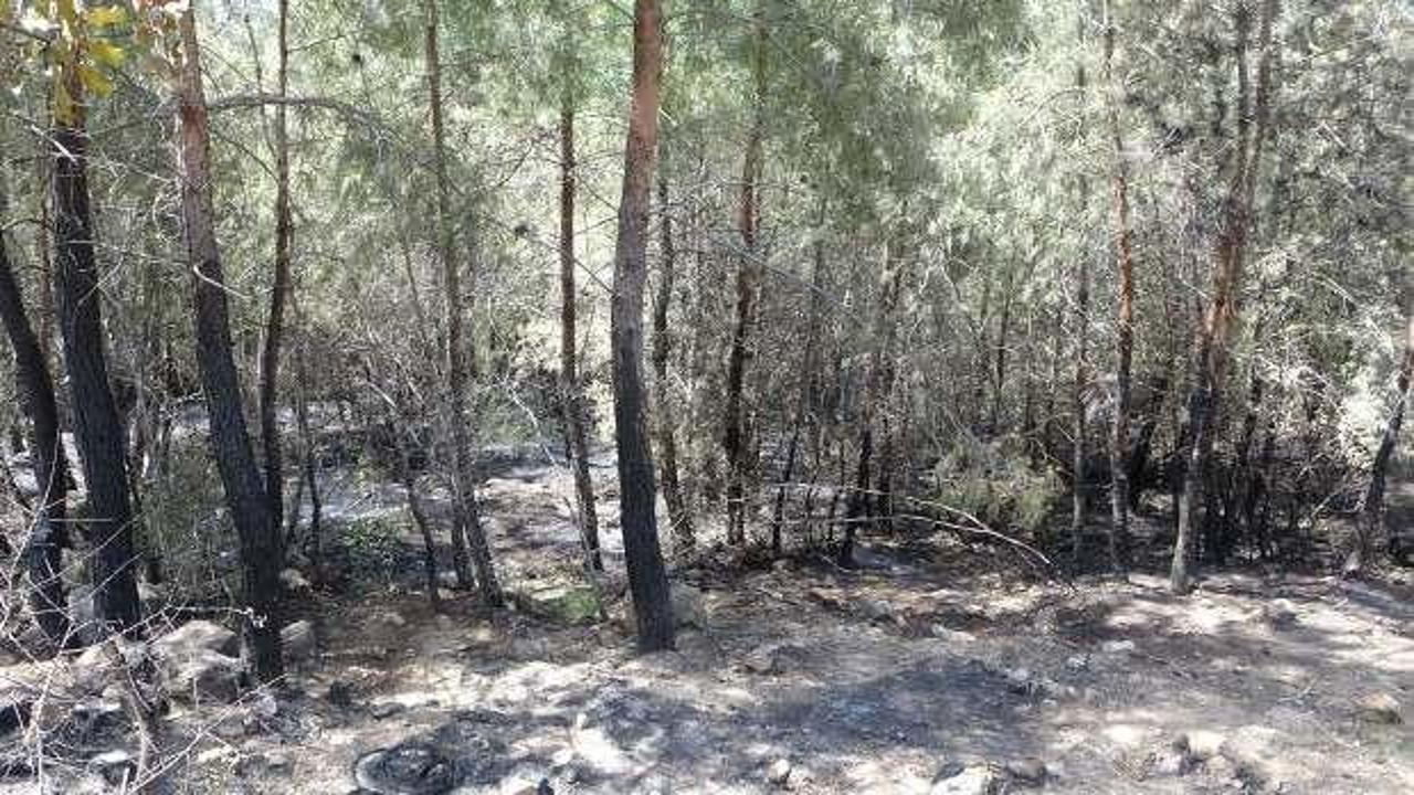 Kozan'daki orman yangını 5 saatte söndürüldü