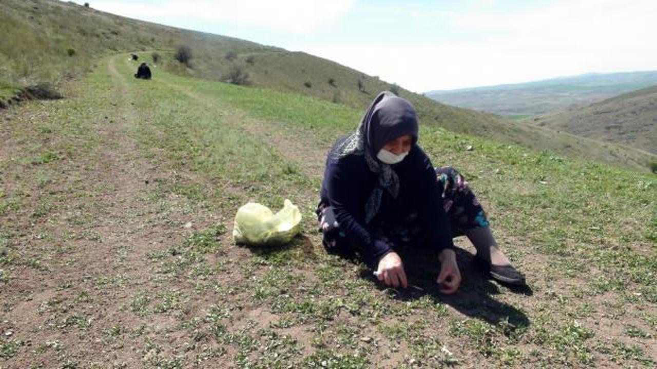 Sosyal mesafeye uyarak madımak topluyorlar
