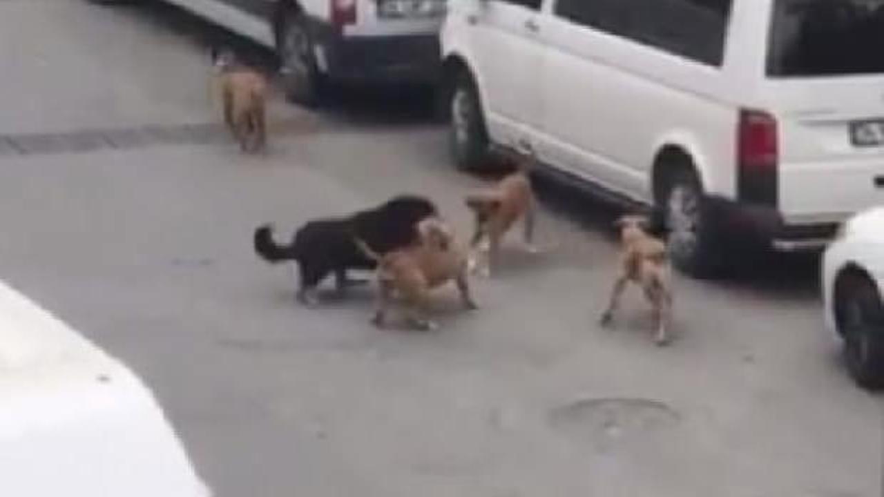 Sultangazi'de sokak köpekleri işe giden kadına saldırdı