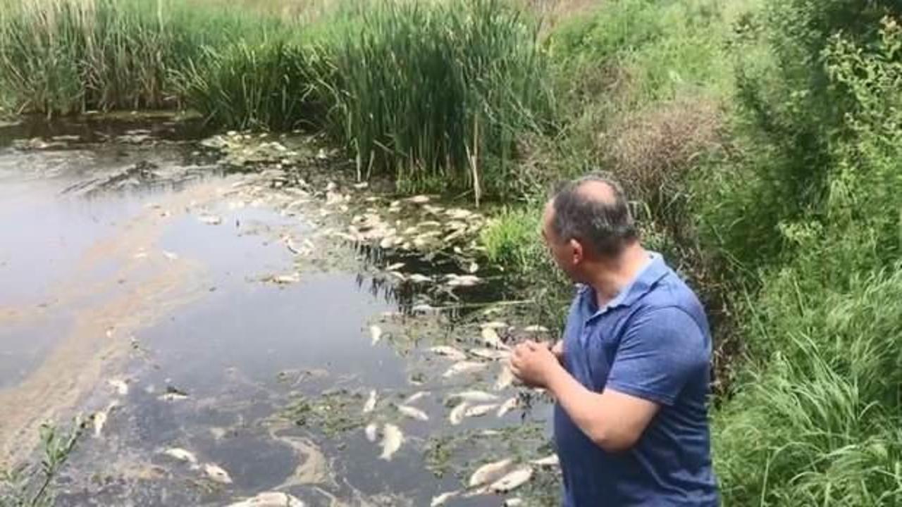 Tekirdağ'da korkutan balık ölümleri