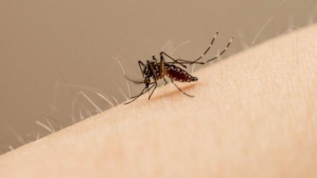 Sivrisineklerin yaydığı ve sırrı çözülemeyen yeni salgın başladı: Devlet adamları ölüyor