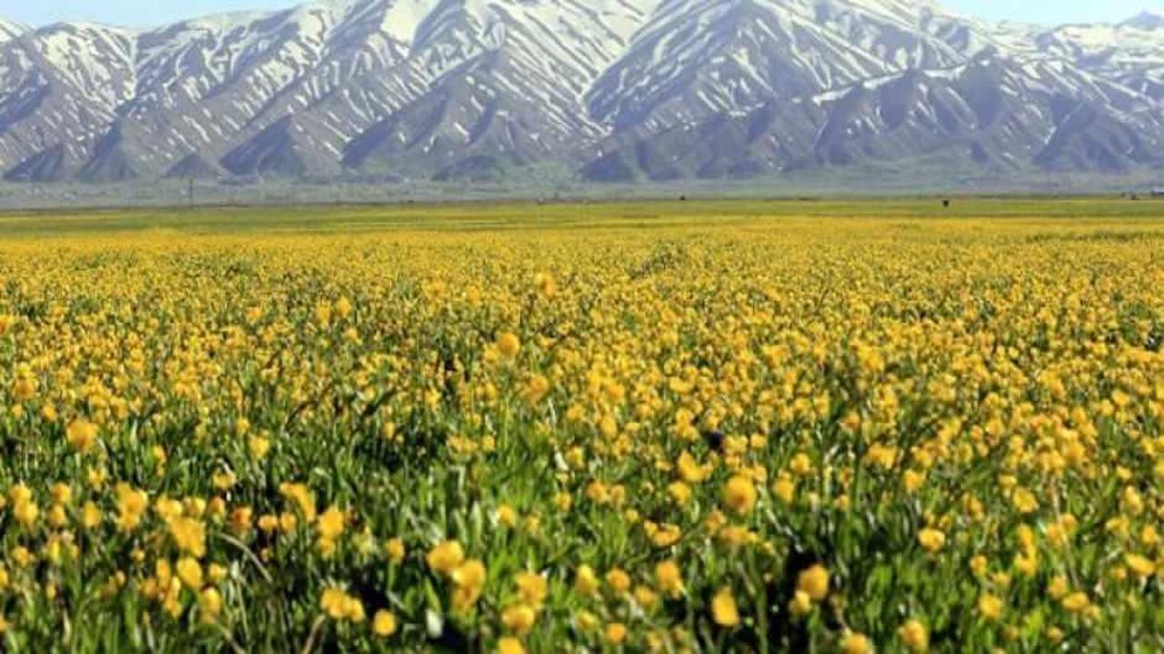 Yüksekova'nın dağlarında kar ve sarı çiçeklerin kartpostallık manzarası