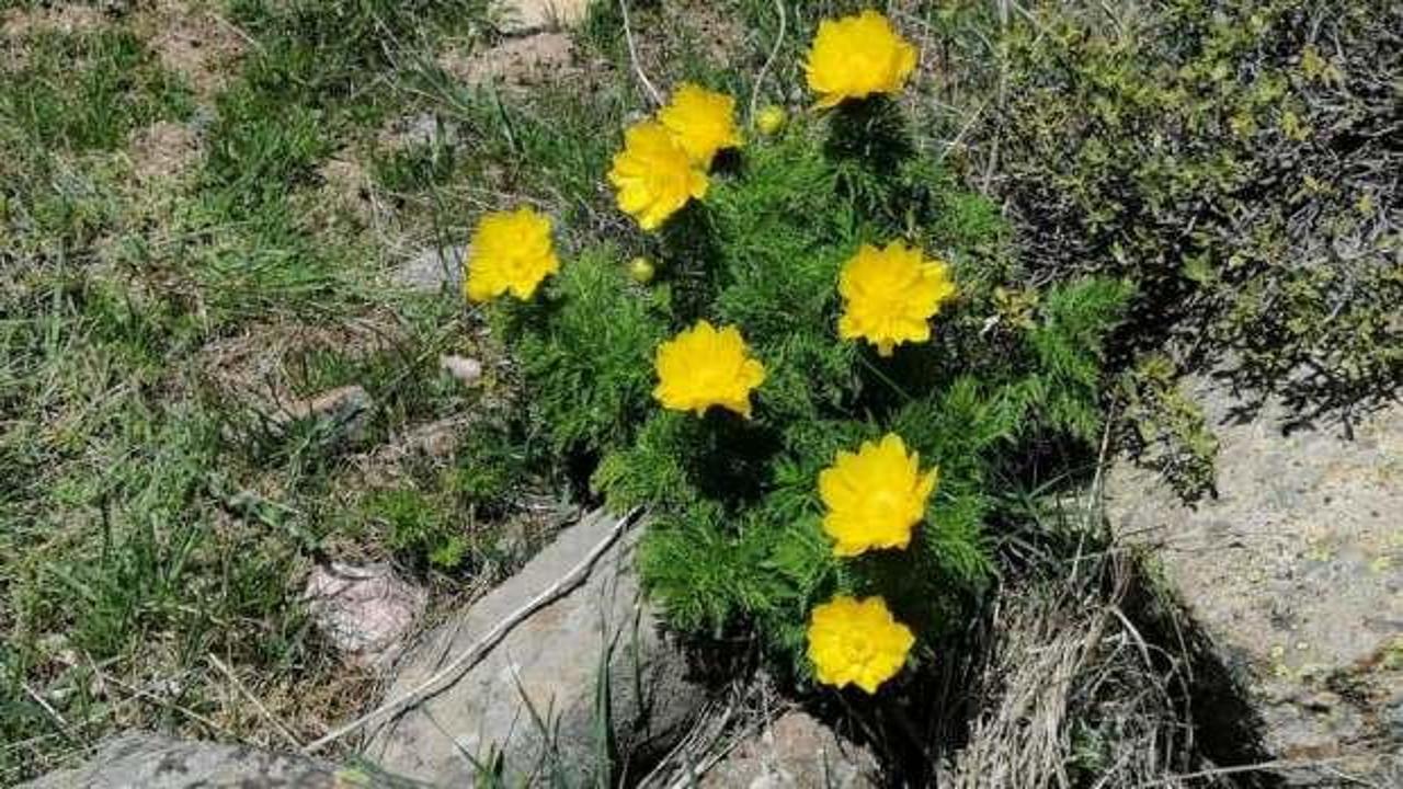 150 yıl sonra 'Sarı Dağ G&uuml;l&uuml;' yeniden ortaya &ccedil;ıktı