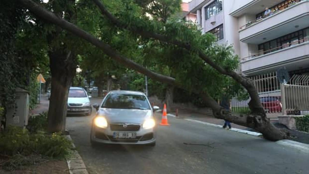 Ankara'da fırtına ağaçları devirdi