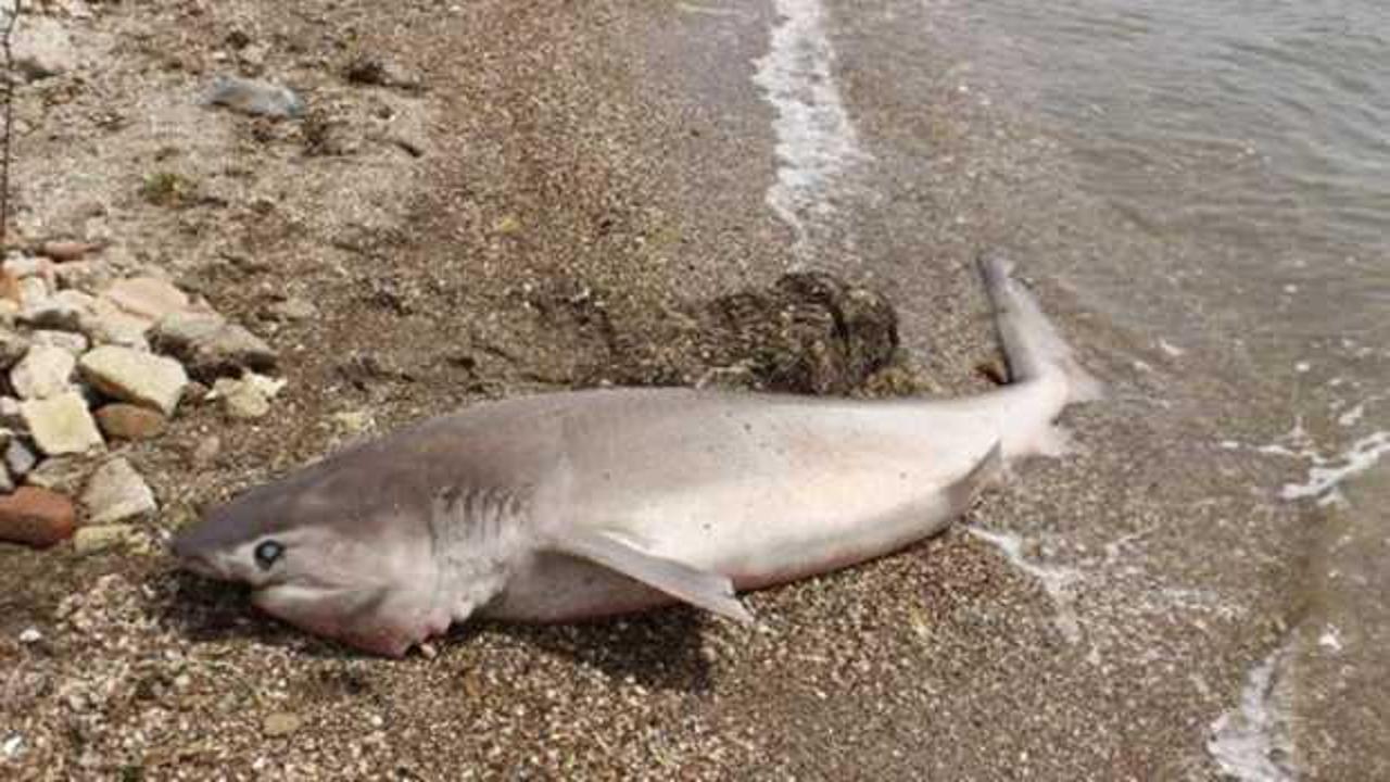 Çanakkale'de kırmızı listeyle koruma altına alınan köpek balığı sahile vurdu