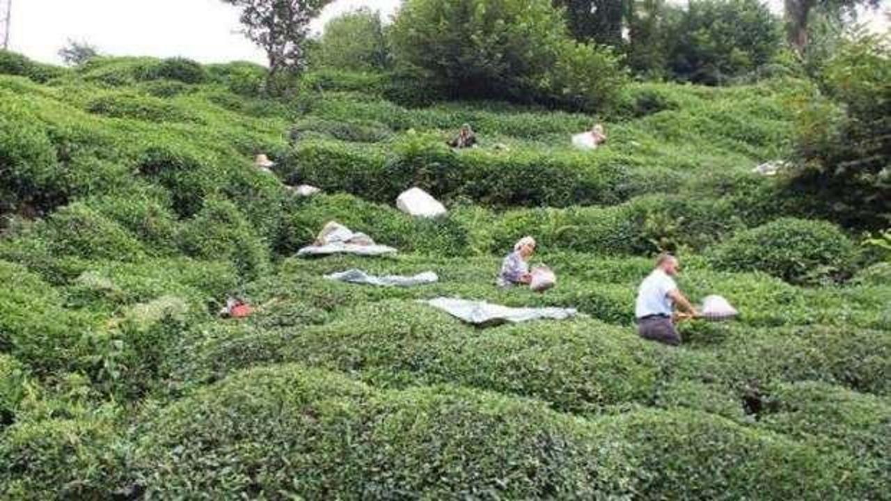Çay hasadı için Rize'ye gelenlerin sayısı