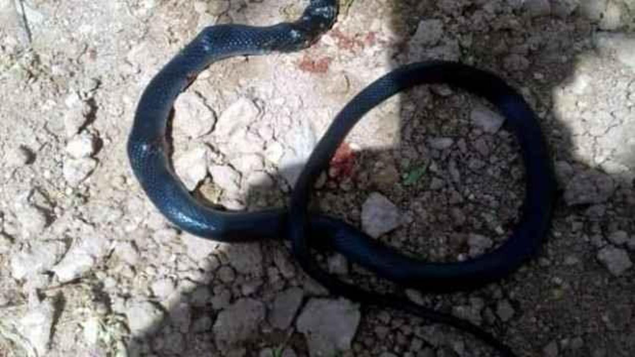 Fıstık bahçesinde çalışan çiftçiye 2 metrelik yılan saldırdı