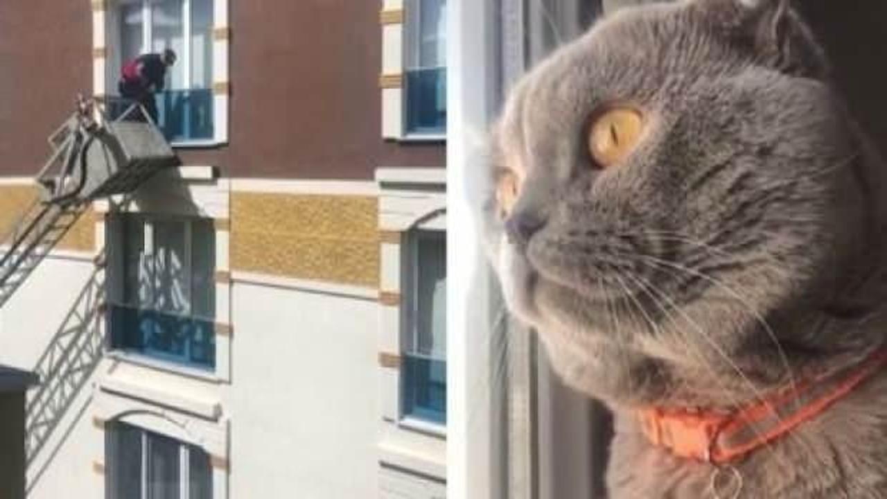 Kedinin miyavlaması kuşun hayatını kurtardı