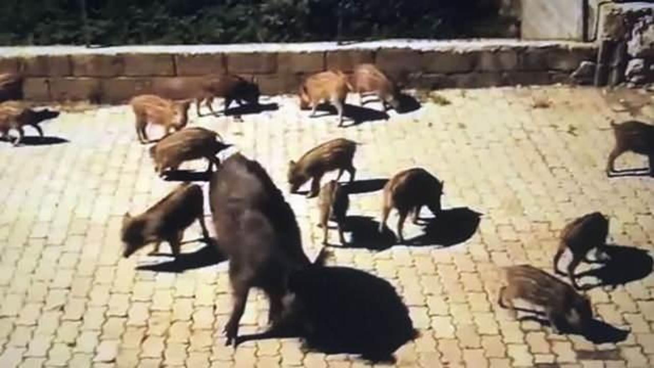 Marmaris'te doğada aç kalan domuzlar şehre indi