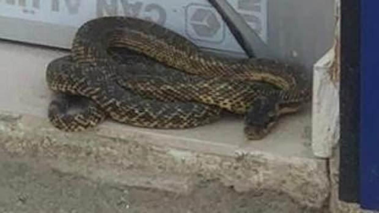 Sıcaklar tavan yaptı, yılanlar ortaya &ccedil;ıkmaya başladı