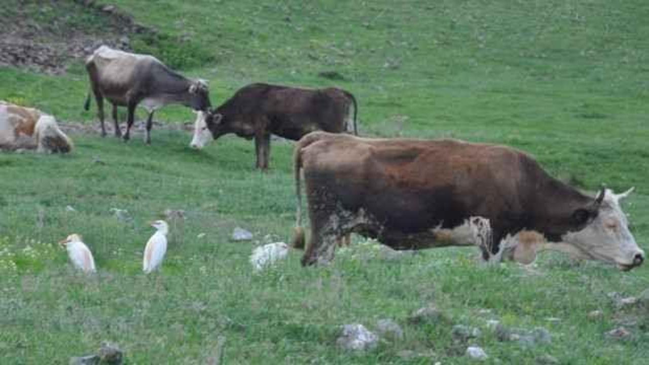 Sığır balıkçılı ilk kez Kars'ta görüntülendi
