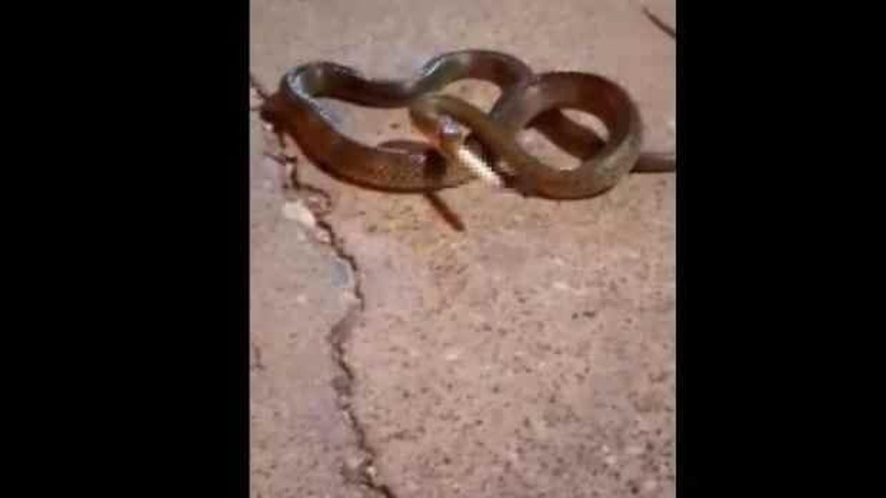 Sosyal medya yıkıldı! Yılana sigaralı eziyet...