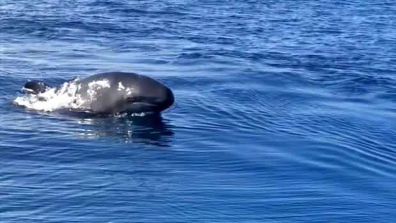 Yalancı katil balinalar Türkiye'de ilk kez görüntülendi