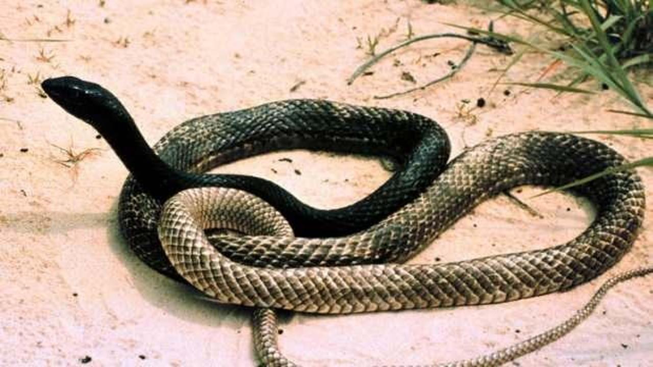 Yola atlayan kırba&ccedil; yılanı korkuttu!