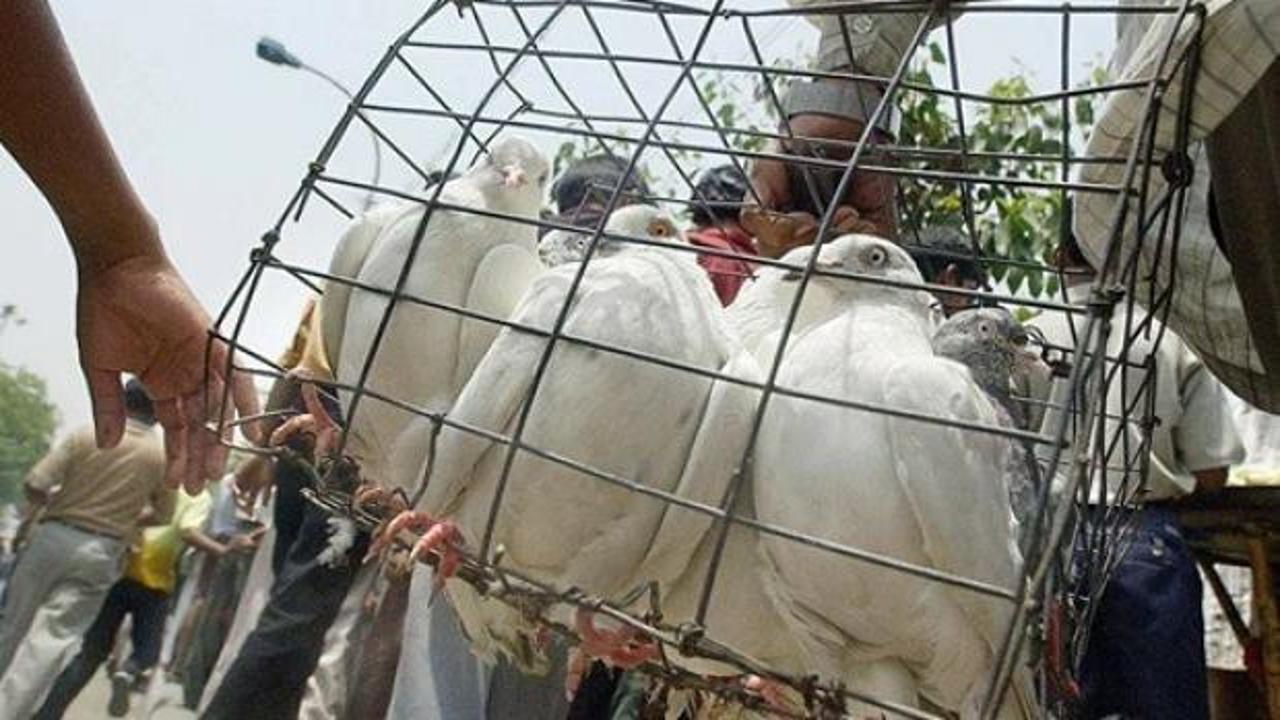 Hindistan-Pakistan sınırında 'casus güvercin' vakası! Gizem çözüldü