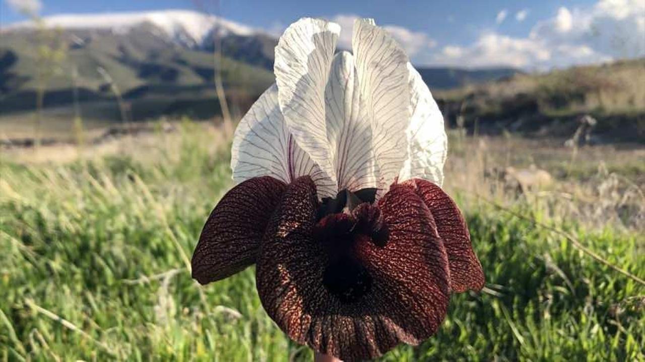 Ağrı Dağı'nın eteklerinde ender görülen bir çiçek