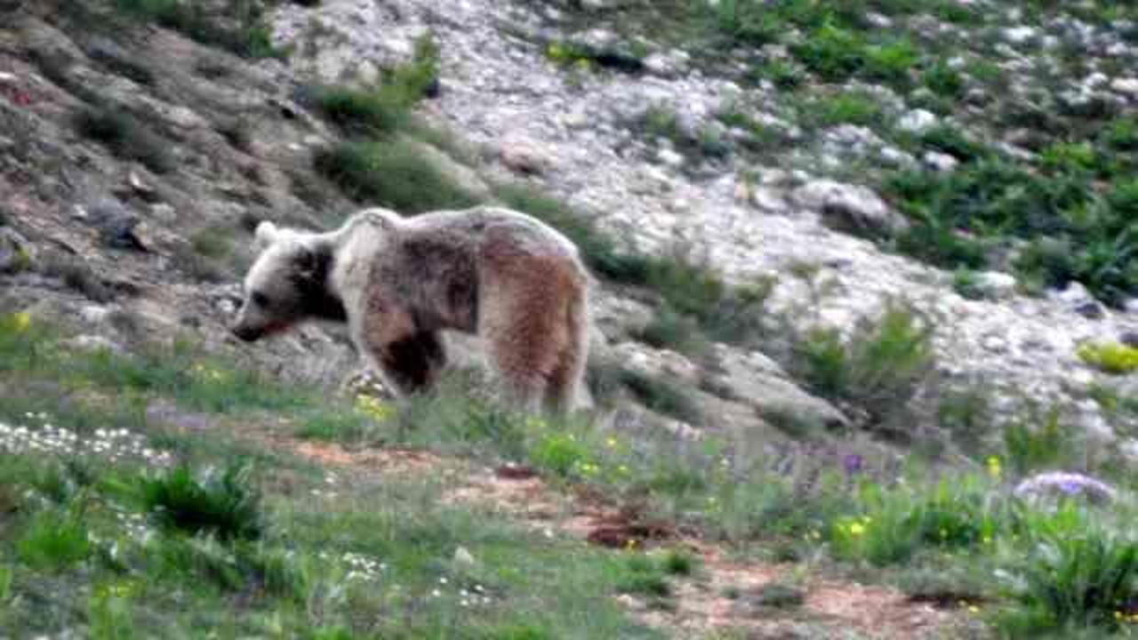 Bayburt ve Erzincan’da yiyecek arayan boz ayı görüntülendi