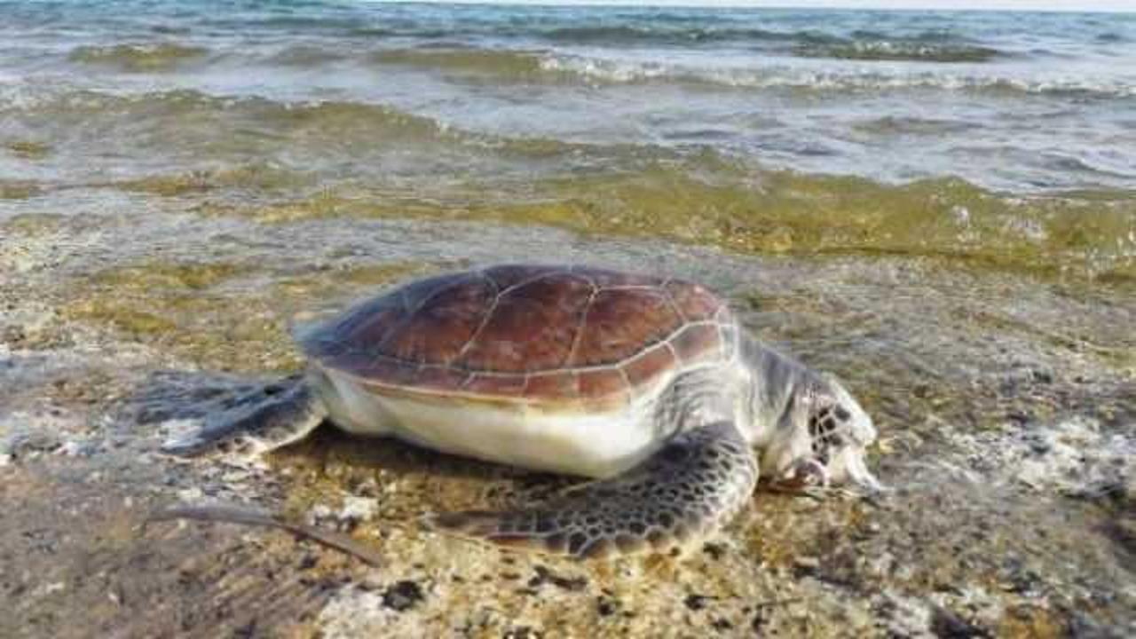 Belek'te 11 &ouml;l&uuml; deniz kaplumbağası sahile vurdu