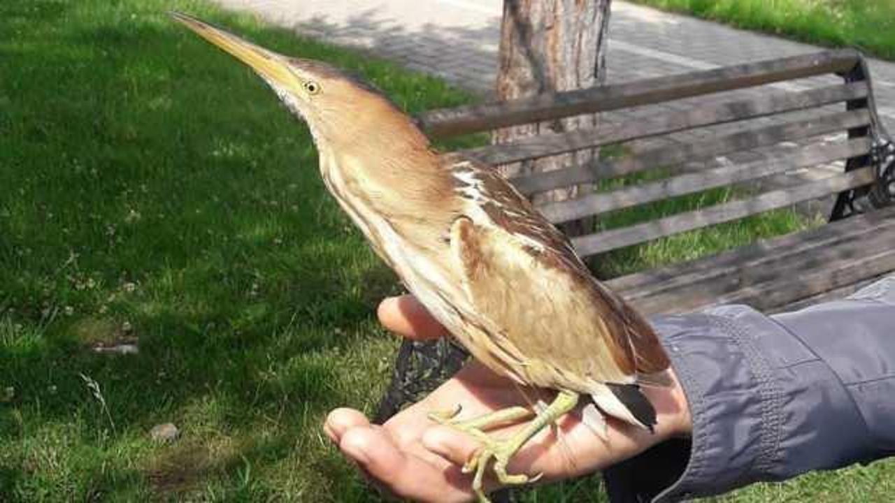 Bolu’da nesli tükenmekte olan kuş yaralı kuş tedavi edildi