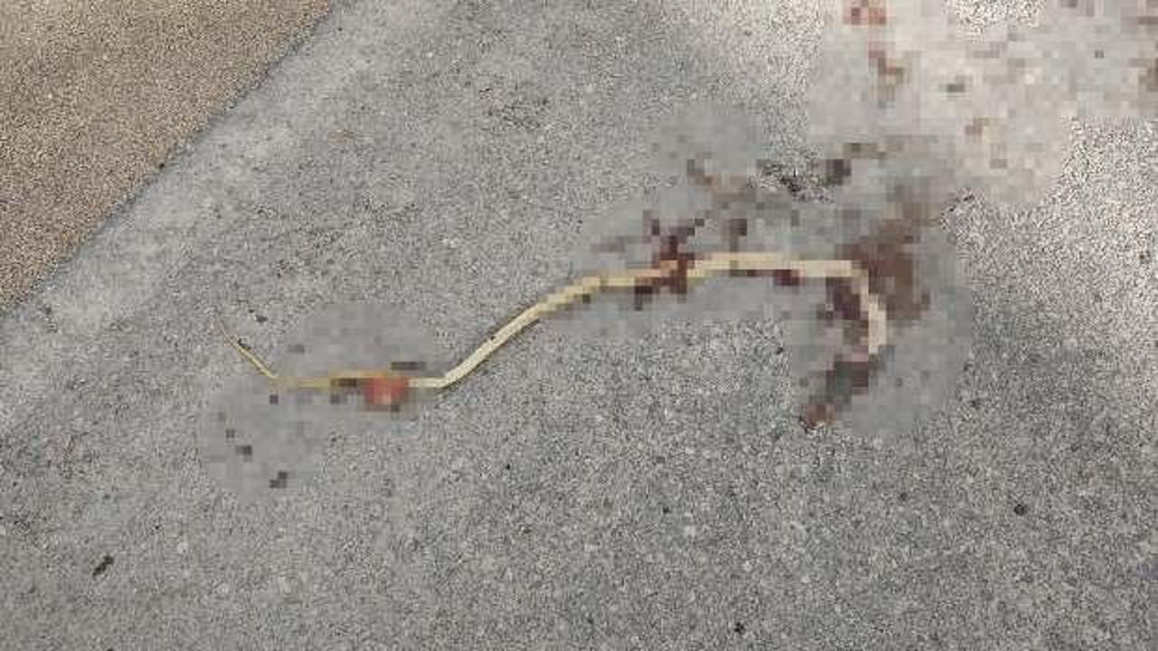 Eskişehir'de tedirgin eden yılan ölümleri