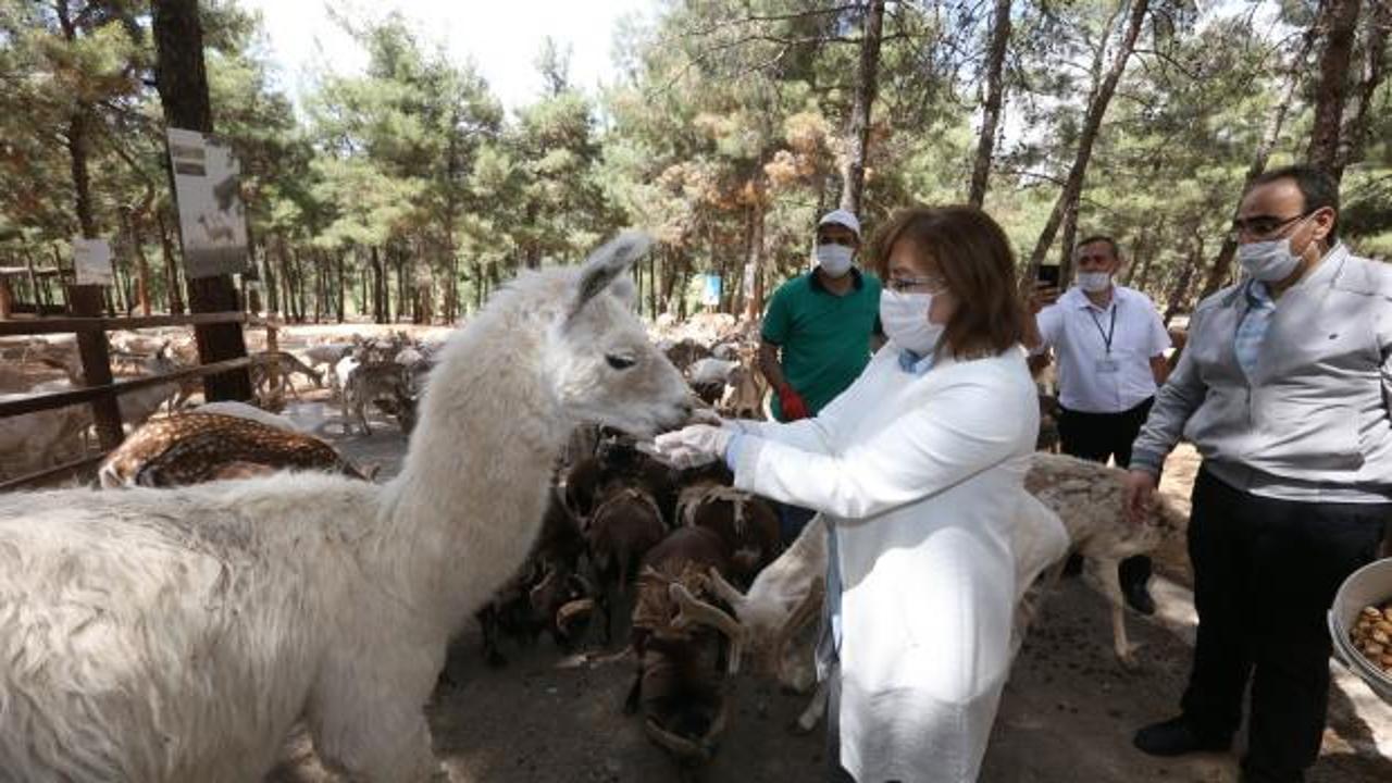 Gaziantep hayvanat bahçesi, yeniden açılışı için gün sayıyor