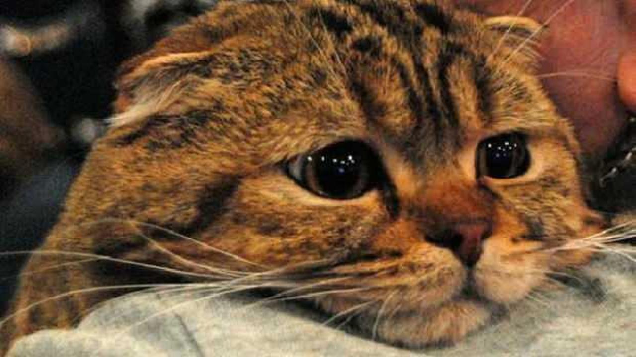 Rusya'da 5 yaşındaki bir kedide koronavirüs çıktı